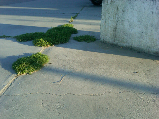 earth grows