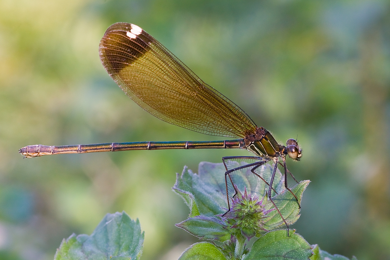 Copper Demoiselle Copper Demoiselle